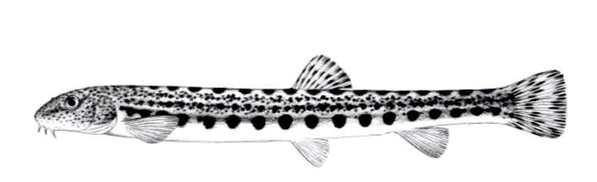 Cobitis calderoni_01.jpg